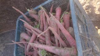 Carottes