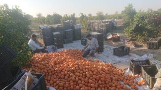 Tri des oranges