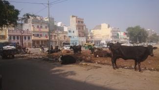 vaches