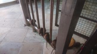 rats