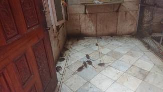 rats