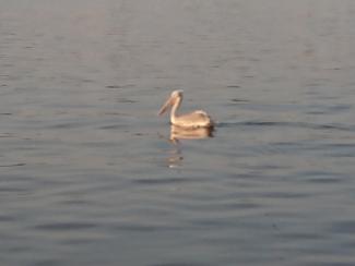 Pélican
