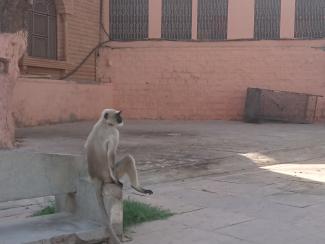 Singe