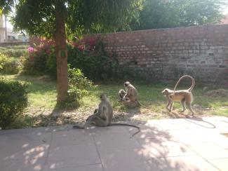 Singes