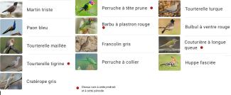 Oiseaux entendus