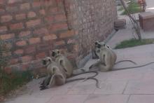 Singes